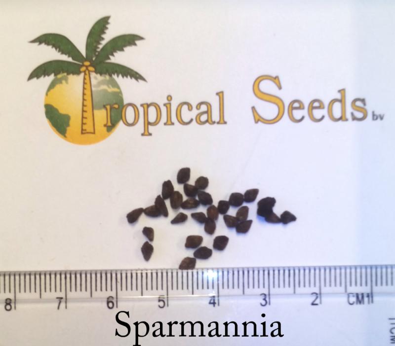 Sparmannia 种子