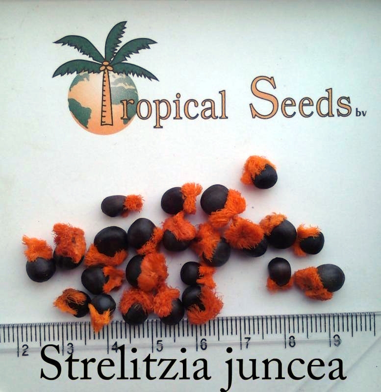 Strelitzia juncea 种子