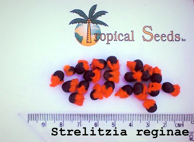 Strelitzia reginae 种子