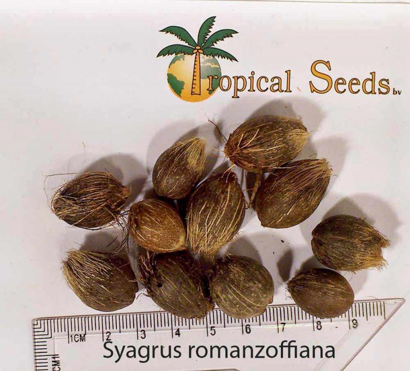 Syagrus romanzoffiana Seeds