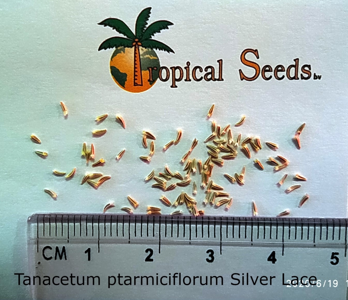 Tanacetum ptarmiciflorum 'Silver Lace' 种子