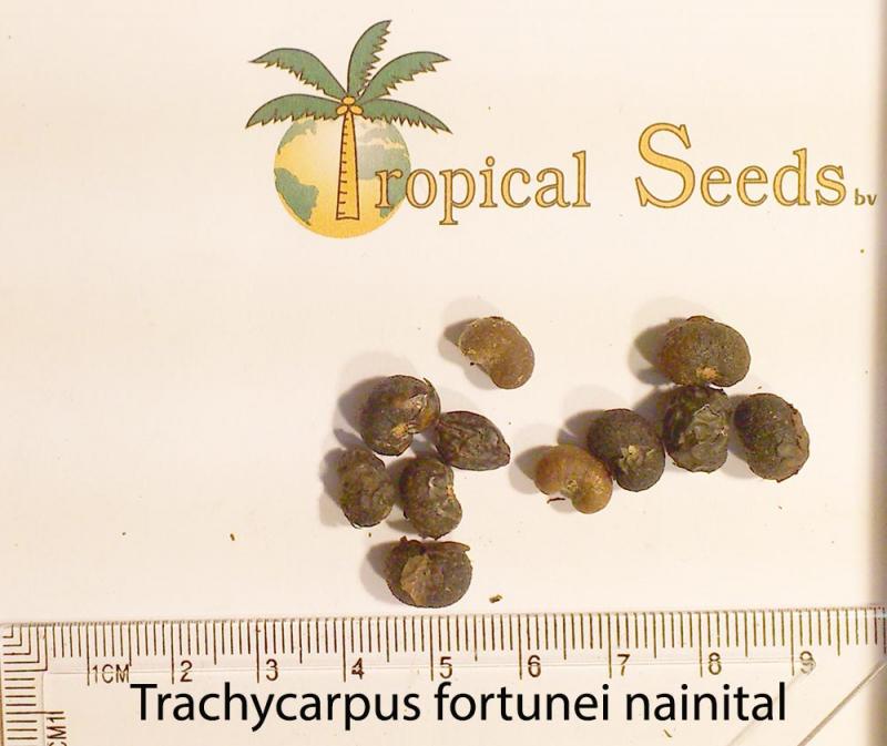 Trachycarpus fortunei 'Nainital' 种子