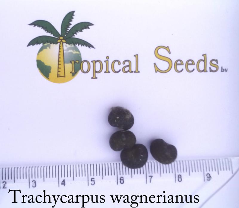 Trachycarpus wagnerianus 种子