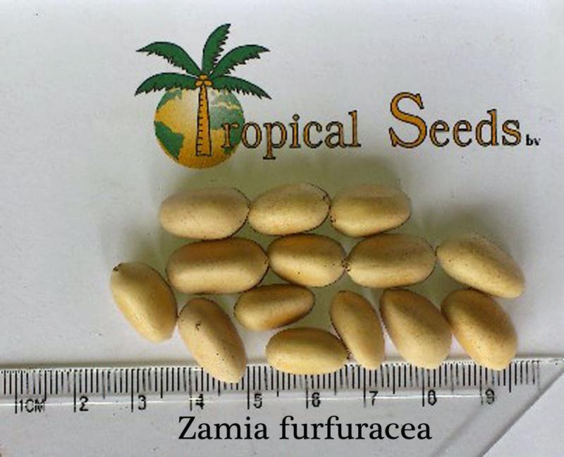 Zamia furfuracea 种子