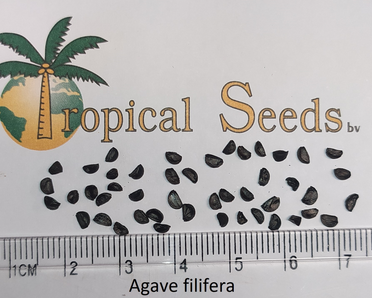 Agave filifera Seeds