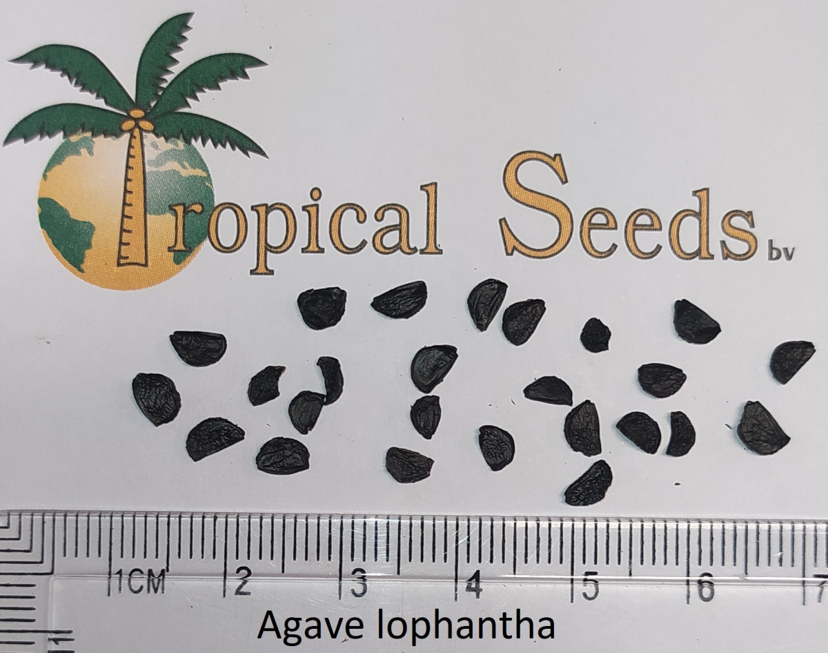 Agave lophantha Seeds
