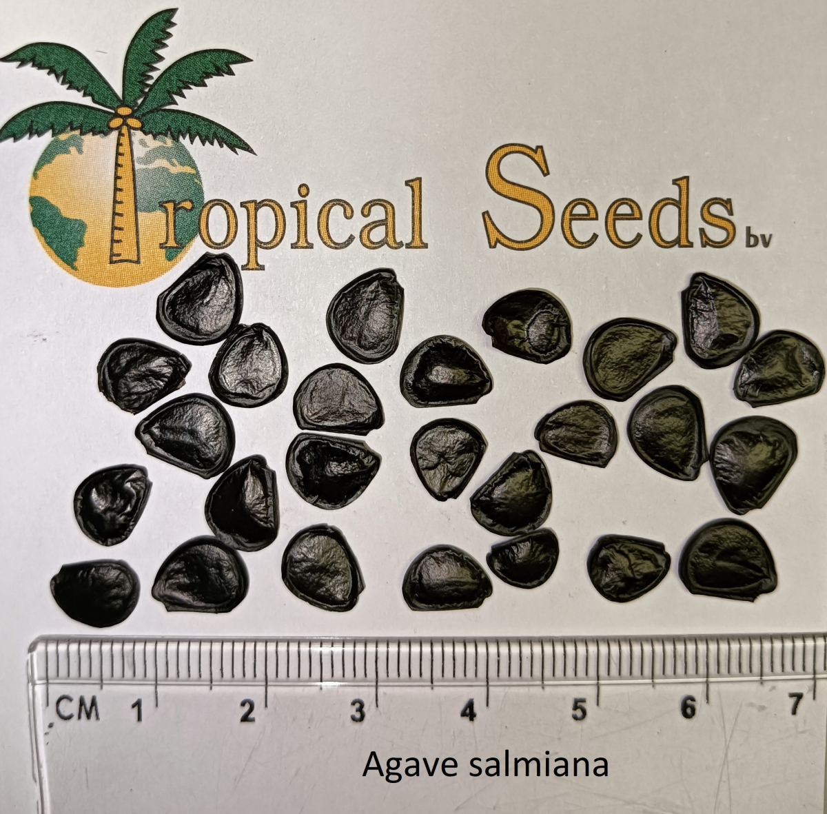 Agave salmiana Seeds