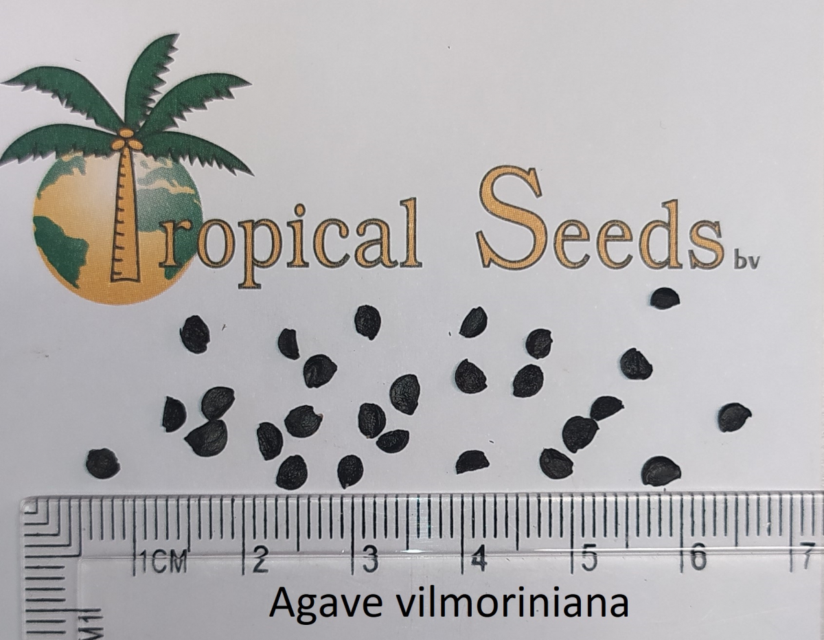 Agave vilmoriniana Seeds
