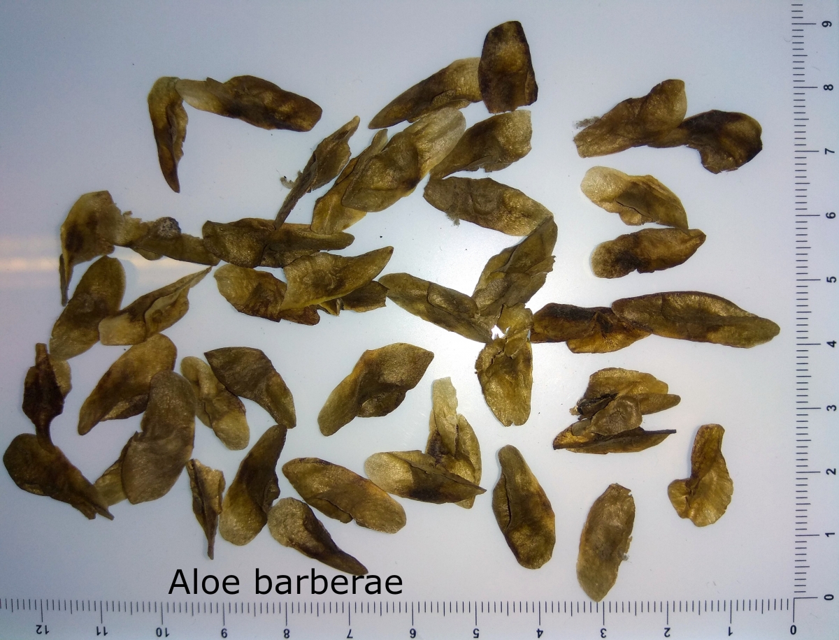 Aloë barberae/ Aloidendron barberae Seeds