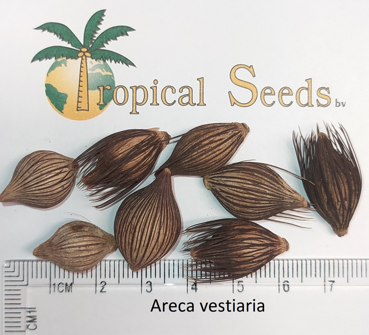 Areca vestiaria Seeds