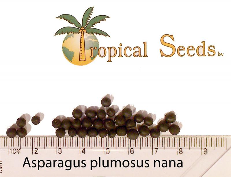 Asparagus plumosus nanus / setaceus plumosus nanus Seeds