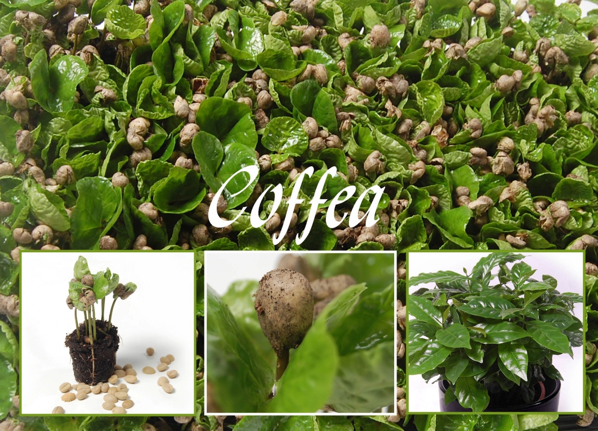 10 pièces / sac Coffea arabica Graines de café torréfié Tropical Bonsaï  Graines, vivace Fruit caféier Graines jardin plante : : Jardin