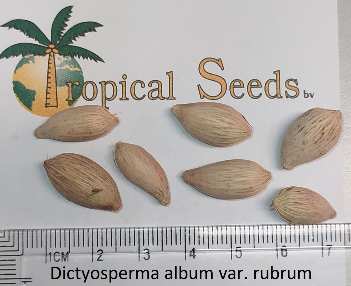 Dictyosperma album var. rubrum Seeds
