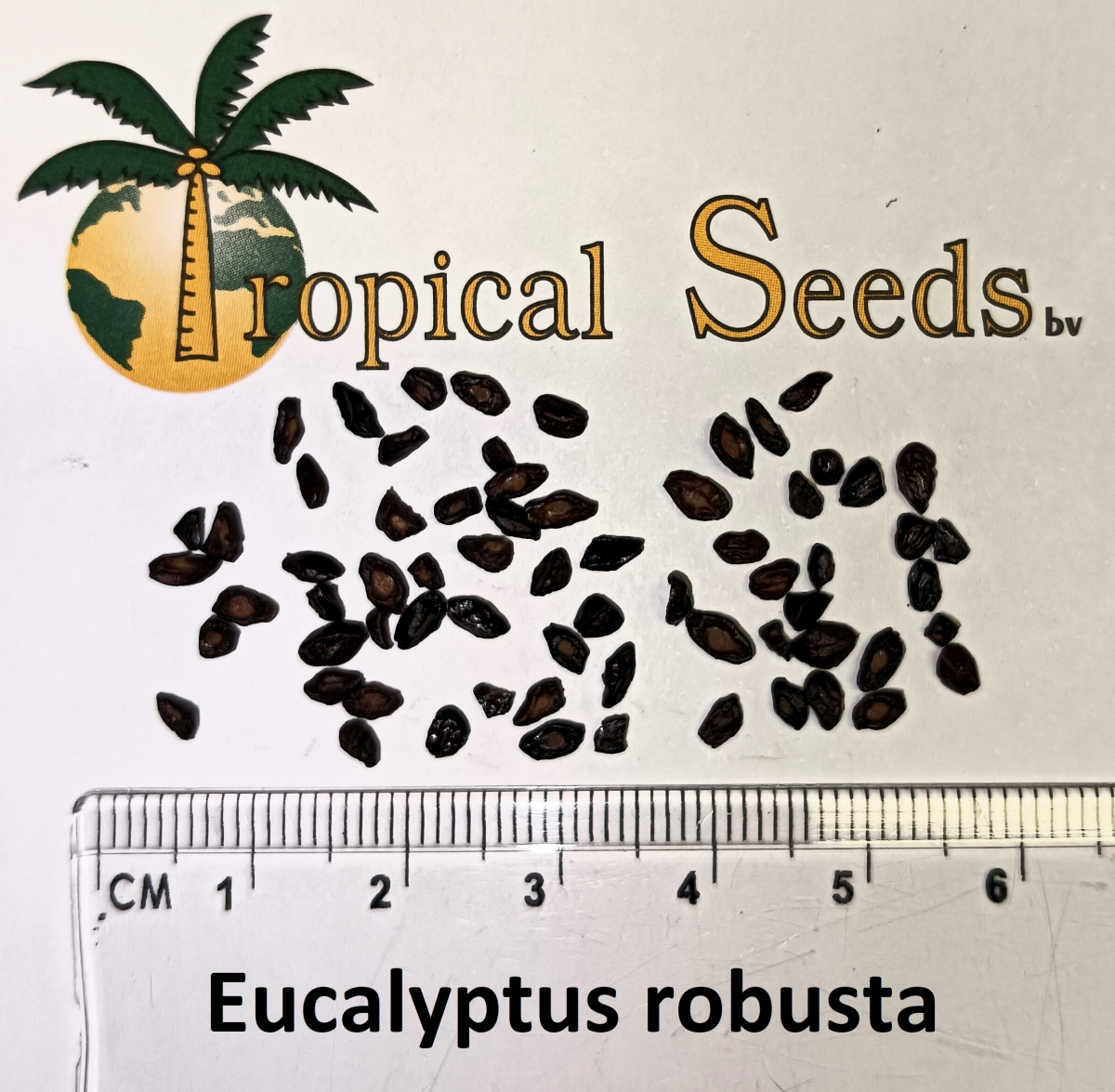 Eucalyptus robusta Seeds