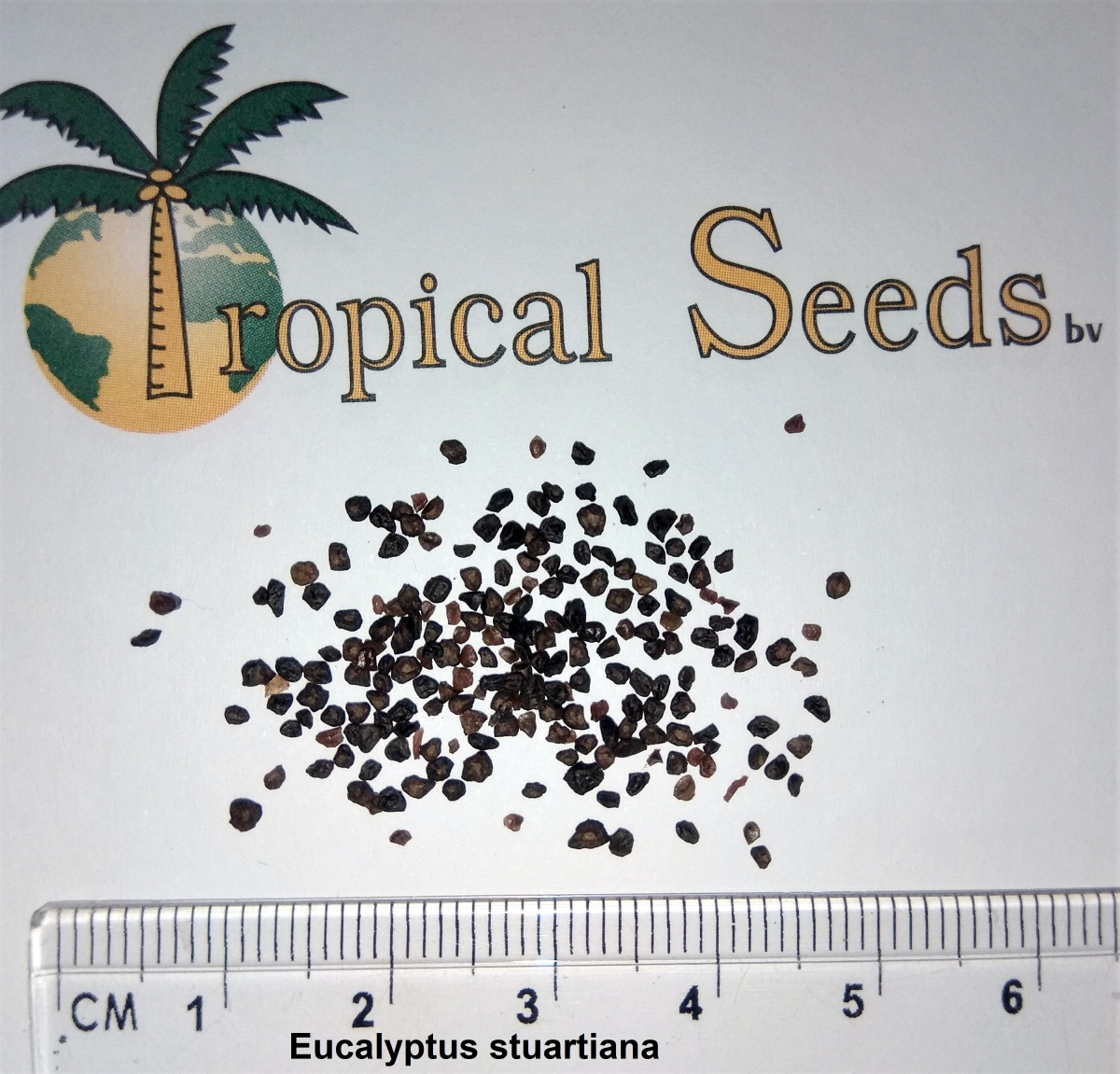 Eucalyptus stuartiana/ ovata Seeds