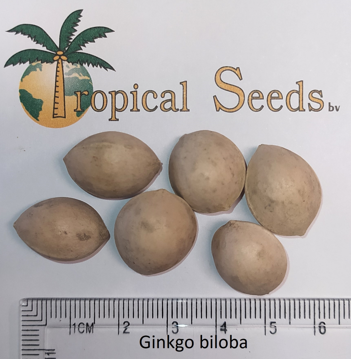 Ginkgo biloba 种子