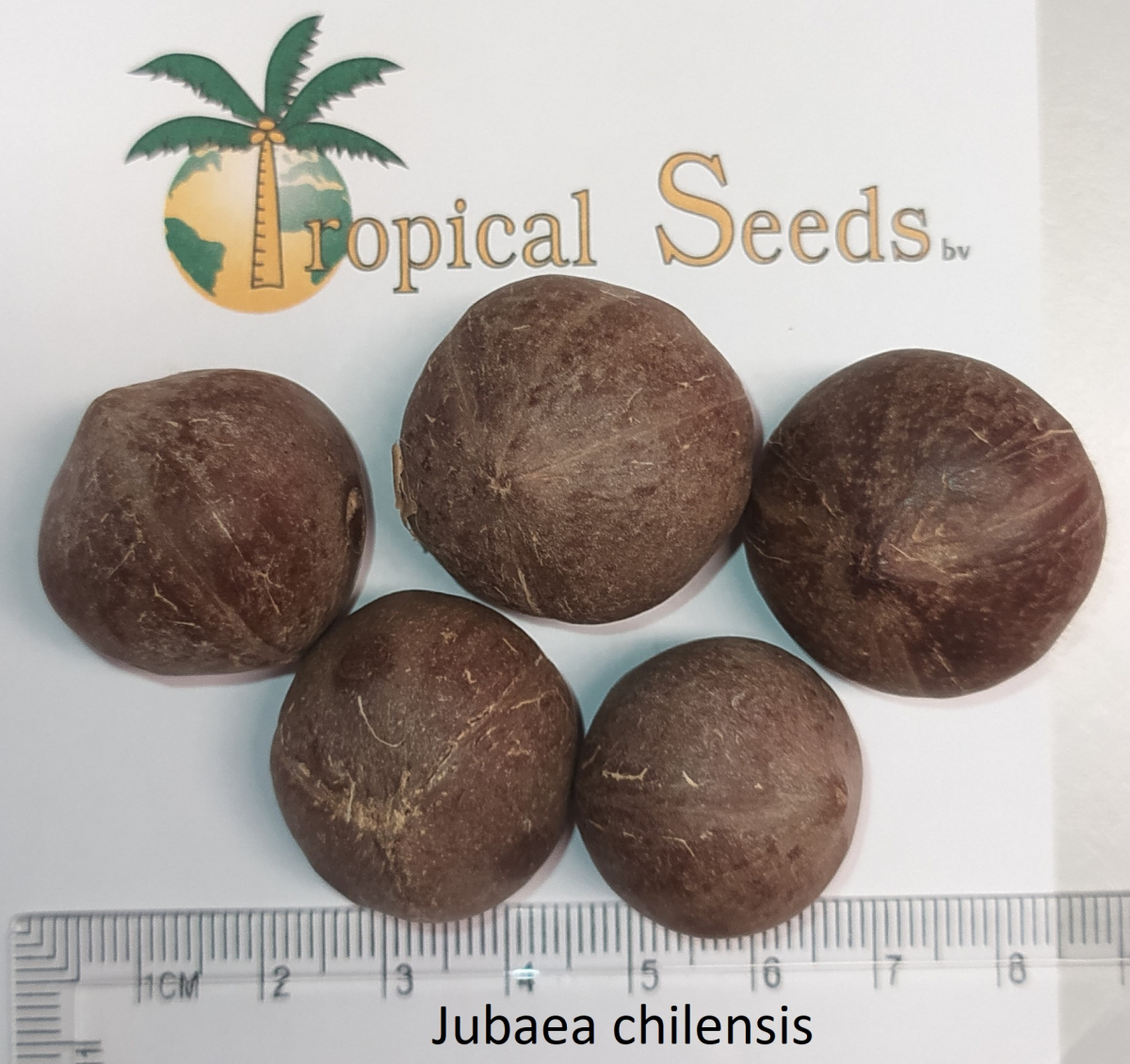 Jubaea chilensis Seeds