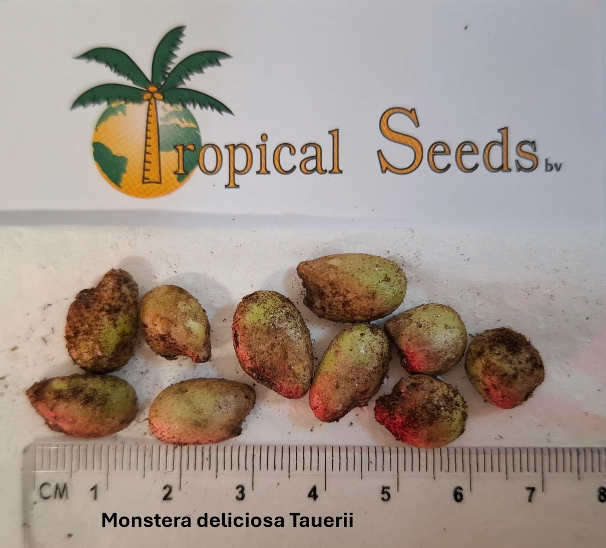 Monstera deliciosa 'Tauerii' Seeds