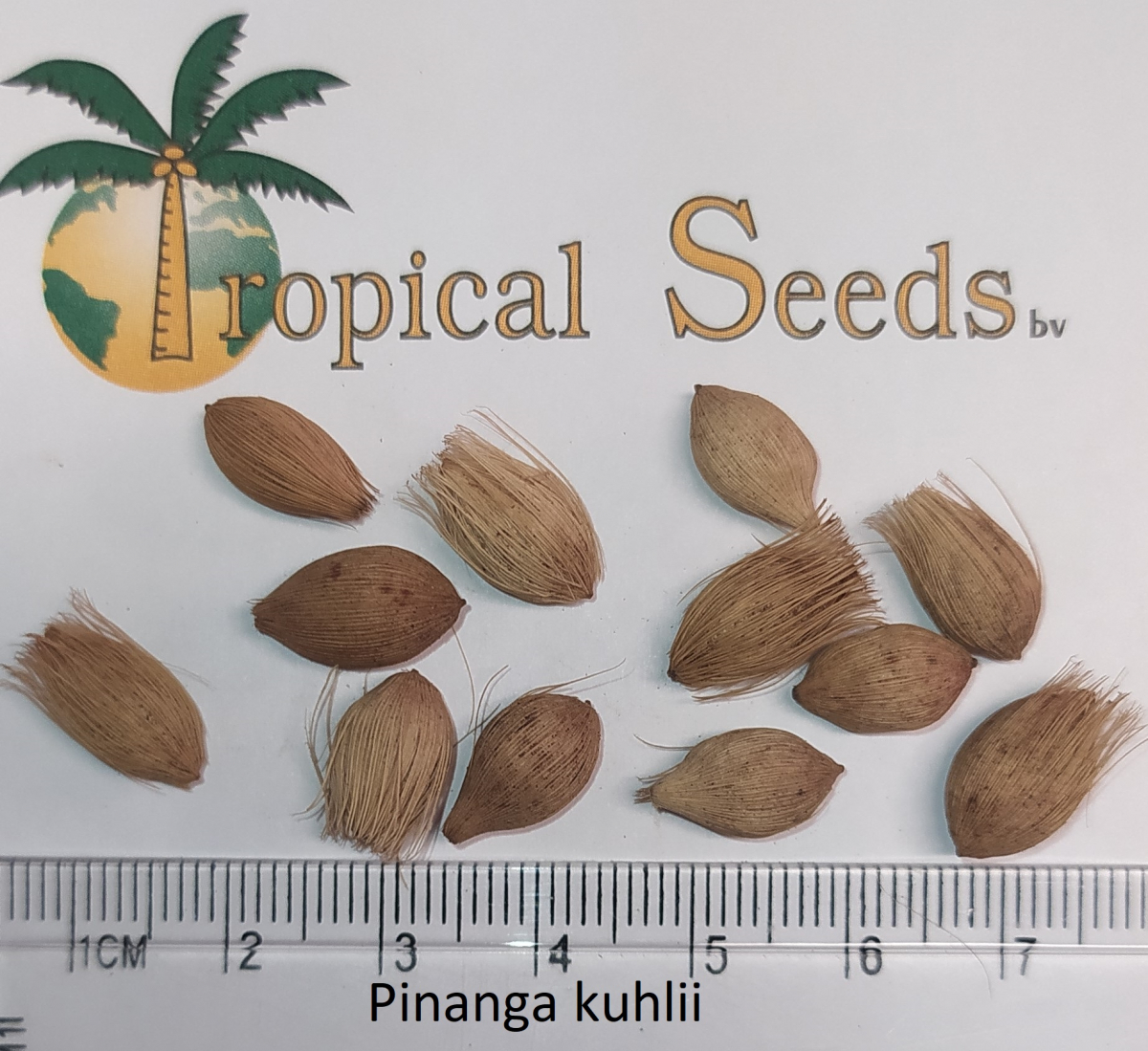 Pinanga kuhlii Seeds