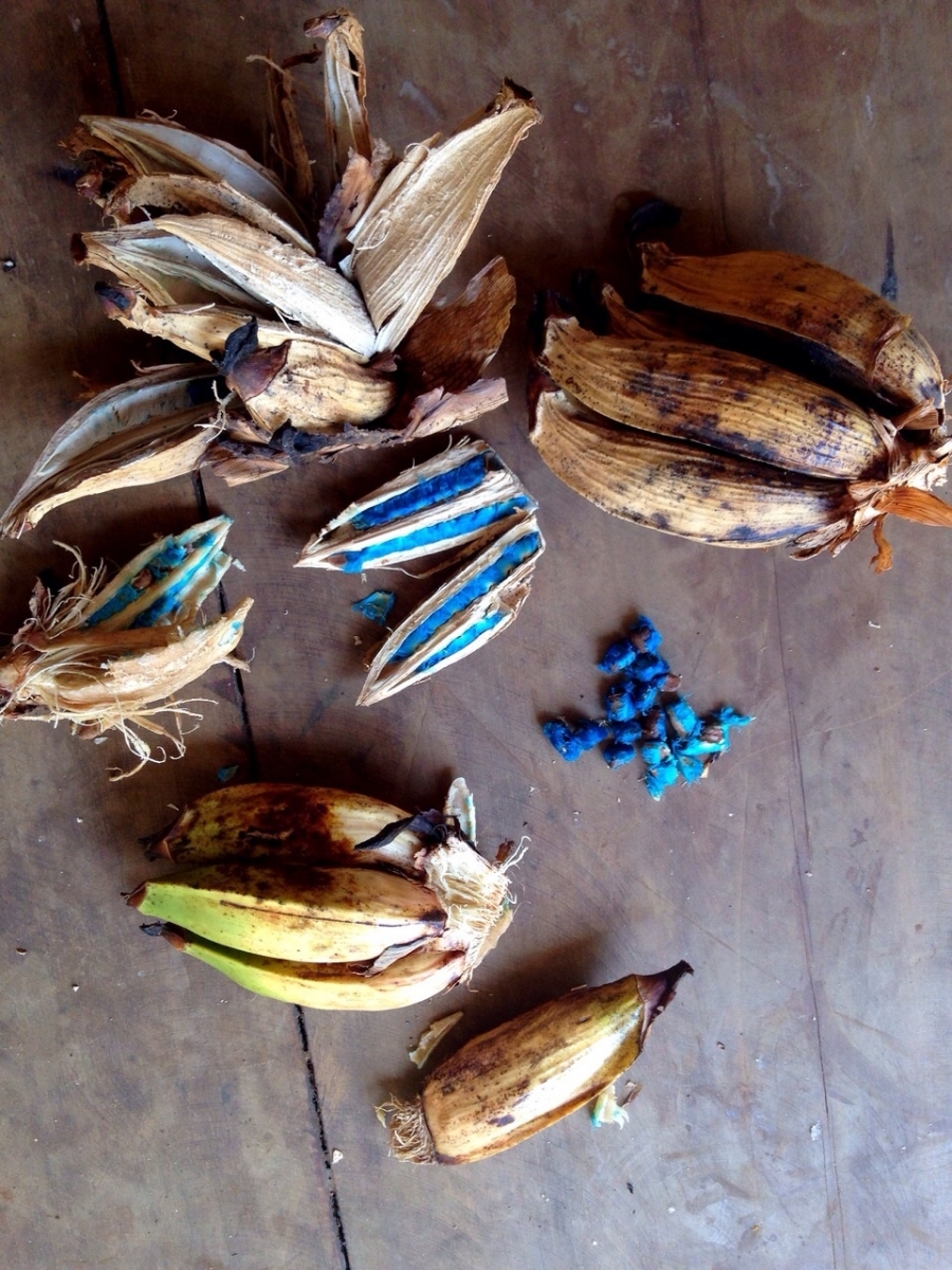 Ravenala agatheae – Orange Travellers Palm – Buy seeds at