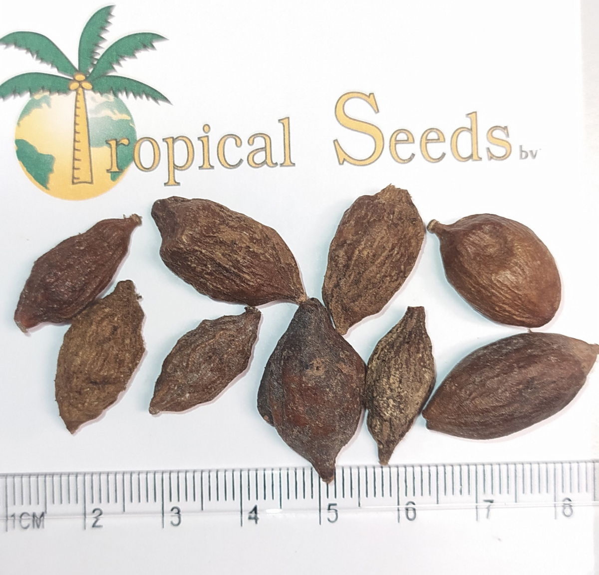 Terminalia mantaly Seeds