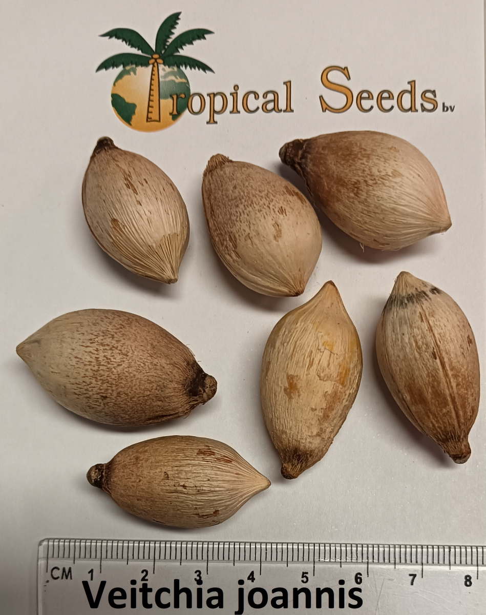 Veitchia joannis Seeds