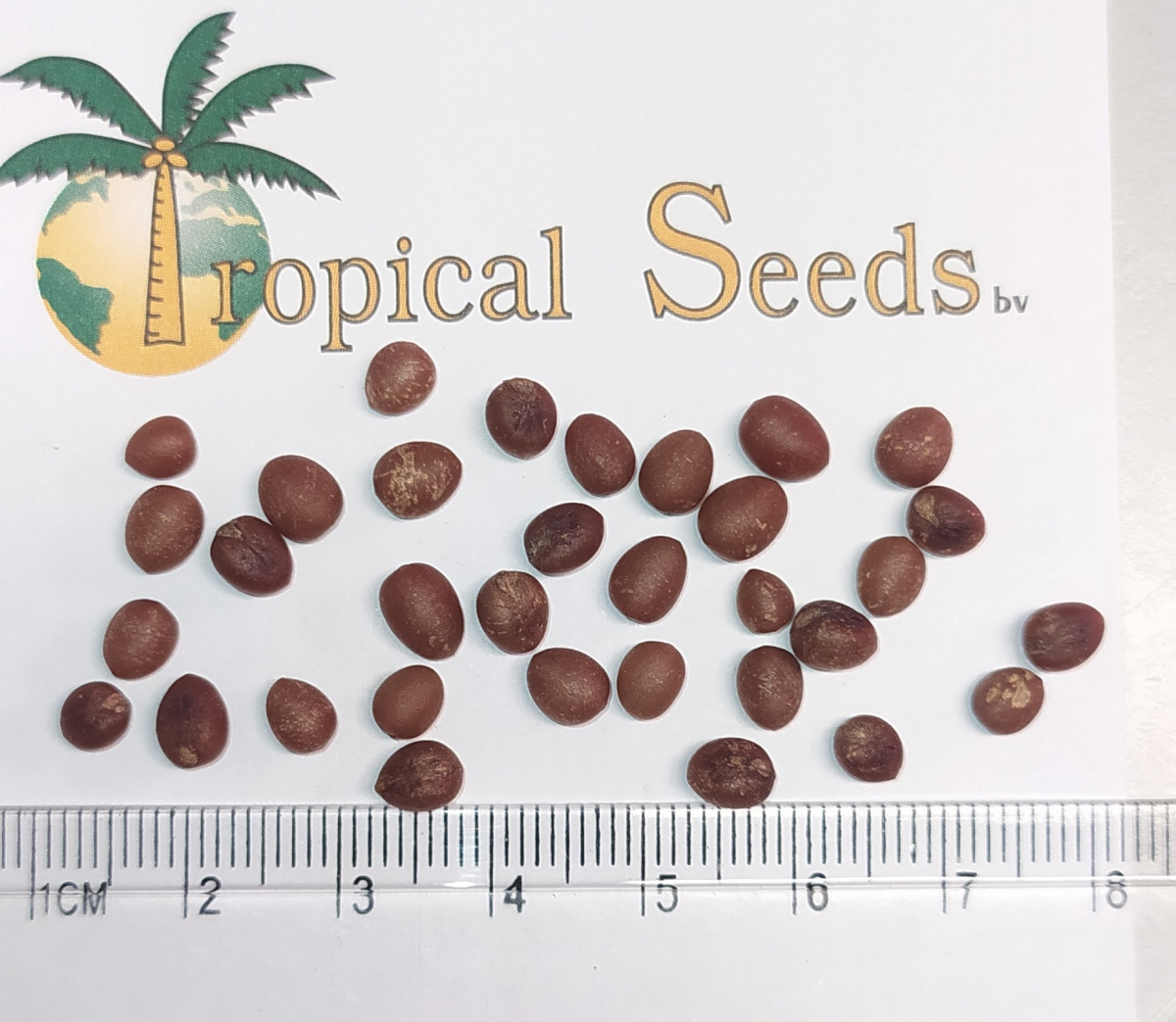 Washingtonia robusta Seeds